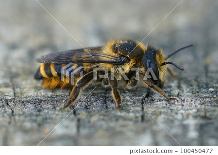 Close-up on a Mediterranean brown leafcutter solitary bee, Megachile melanopyga Close-up on a Mediterranean brown leafcutter solitary bee, Megachile melanopyga 100450477