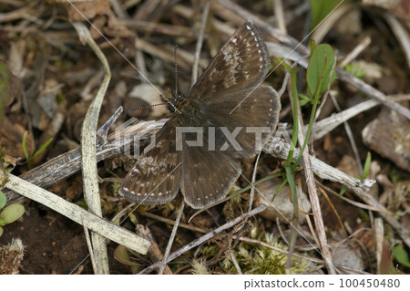 Closeup of the small brown Dingy skipper butterfly, Erynnis tages sitting on the ground 100450480