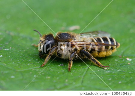 Closeup of a female leafcutter bee , Megachile ericetorum sitting on a green leaf 100450483