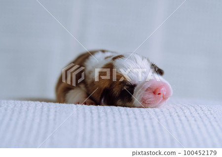 Closeup adorable sleepy tricolored welsh corgi puppy lying on white soft blanket. Sweet dreams and relaxation after feed 100452179