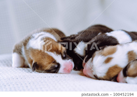 Close up front view brown, white and black blind welsh corgi puppies sleep together on white soft blanket. Care and love Close up front view brown, white and black blind welsh corgi puppies sleep together on white soft blanket. Care and love 100452194