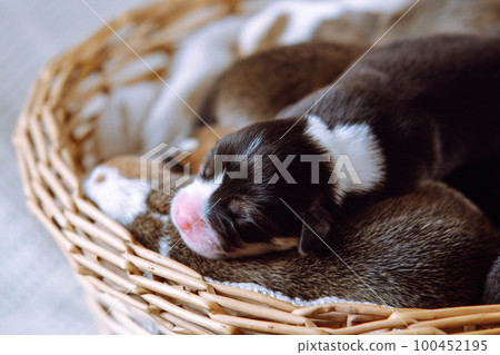 Close up cute, innocent welsh corgi puppies sleep in wooden wicker basket on white background. Orphan puppies in shelter 100452195