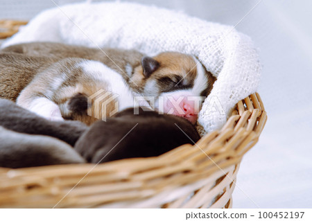 Furry sleepy tricolored welsh corgi puppies lying in blanket of wicker basket on white background. Vet control of health 100452197