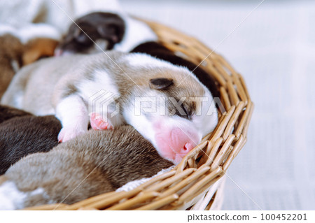 Close up cute, tricolored snoozing Welsh corgis in wicker baskets on a white background. Protecting and caring for pets Close up cute, tricolored snoozing Welsh corgis in wicker baskets on a white background. Protecting and caring for pets 100452201