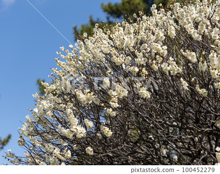 發光在藍天的白色李子 100452279