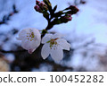 Cherry blossoms blooming in the early morning on a sunny day Close-up 100452282