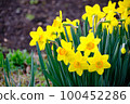 Yellow flowers of daffodils blooming in the flower bed in the park 100452286