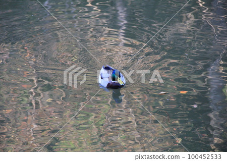 Mallard / male mallard floating in water 100452533