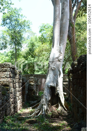 Trees growing while eroding ruins 100452614