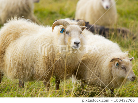 Icelandic Sheep Graze at Mountain Meadow, Group of Domestic Animal in Clear Nature. Beautiful Highlands in Iceland. Ecologically Clean Lamb Meat and Wool Production. Scenic Area 100452706