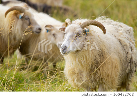 Icelandic Sheep Graze at Mountain Meadow, Group of Domestic Animal in Clear Nature. Beautiful Highlands in Iceland. Ecologically Clean Lamb Meat and Wool Production. Scenic Area 100452708
