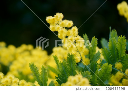 Mimosa 100453596