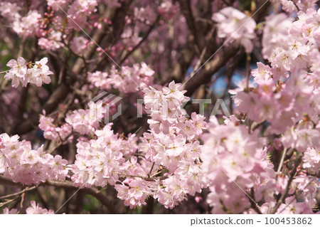 Peach-colored flowers of spring cherry blossoms 100453862