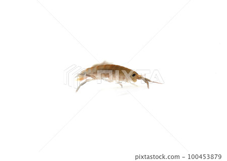 A friend of the Himehamatobimushi A friend of the Himehamatobimushi 100453879