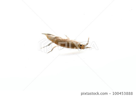 A friend of the Himehamatobimushi A friend of the Himehamatobimushi 100453888