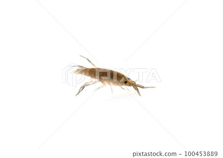 A friend of the Himehamatobimushi A friend of the Himehamatobimushi 100453889