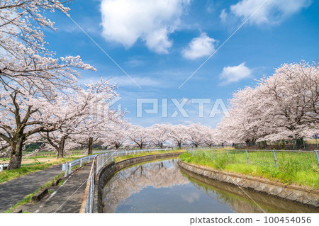 Misenumi稻田觀察水櫻花替代水櫻花走廊在日本 Misenumi稻田觀察水櫻花替代水櫻花走廊在日本 100454056