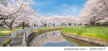 Misenumi稻田觀察水櫻花替代水櫻花走廊在日本 100454057
