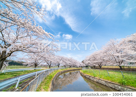 ``Saitama Prefecture'' Minuma Rice Fields Cherry Blossoms of Minuma Yoyo Water Japan's No. 1 Cherry Blossom Corridor 100454061