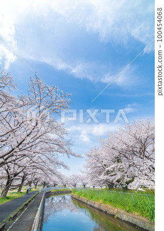 「埼玉縣」水沼悠悠水的水沼 櫻花 日本第一櫻花走廊 「埼玉縣」水沼悠悠水的水沼 櫻花 日本第一櫻花走廊 100454068