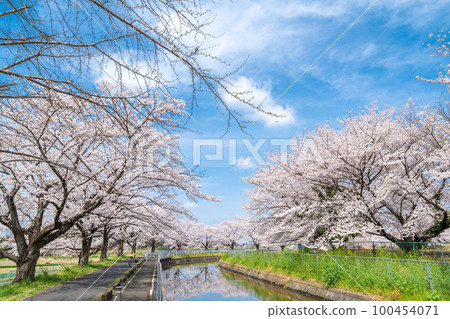 ``Saitama Prefecture'' Minuma Rice Fields Cherry Blossoms of Minuma Yoyo Water Japan's No. 1 Cherry Blossom Corridor 100454071