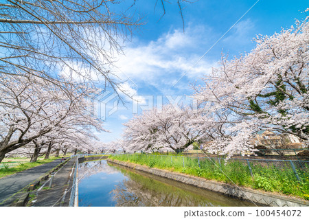 Misenumi Rice paddy Observation water cherry blossom substitute water cherry blossom corridor in Japan 100454072