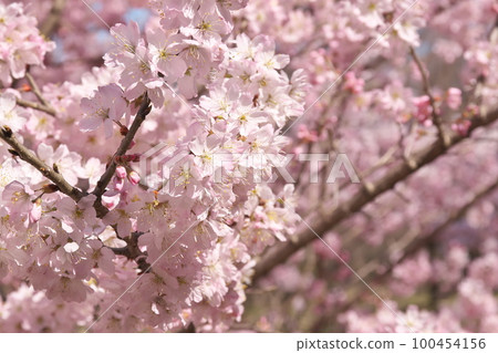 Close-up of spring cherry blossoms [flower background] 100454156