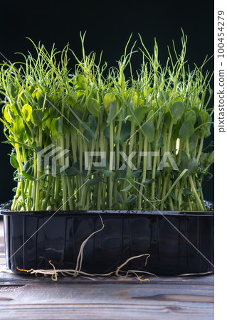 Microgreens domestic cultivation. Black container of fresh dense microgreen sprouts. Grown stems with green leaves. 100454279