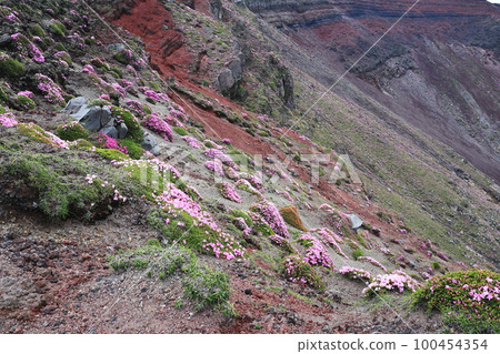 Miyama Kirishima blooming on the slope of the bowl in early summer Miyama Kirishima blooming on the slope of the bowl in early summer 100454354