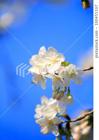 白大島櫻花的特寫 白大島櫻花的特寫 100455107