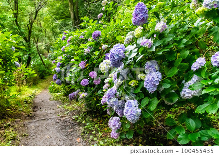猿橋公園的山梨繡球花 100455435