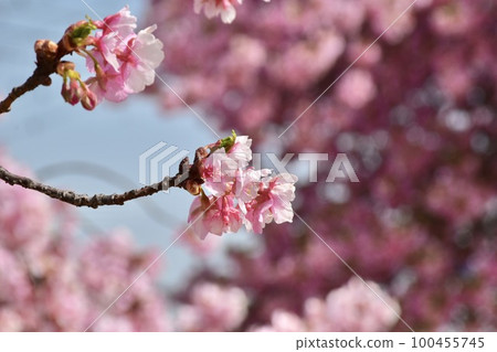 群馬縣前橋市敷島的河津櫻花 群馬縣前橋市敷島的河津櫻花 100455745