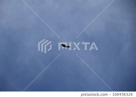 Kite / Gliding in the sky with thin clouds 100456326