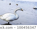 Pastel-like "whooper swan" wild bird "" illustration image 100456347