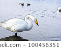 Pastel-like "whooper swan" wild bird "" illustration image 100456351