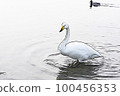 Pastel-like "whooper swan" wild bird "" illustration image 100456353