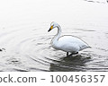 Pastel-like "whooper swan" wild bird "" illustration image 100456357