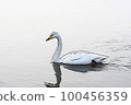 Pastel-like "whooper swan" wild bird "" illustration image 100456359