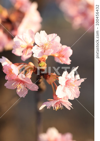 Kawazuzakura 8887 Kawazuzakura 8887 100456432