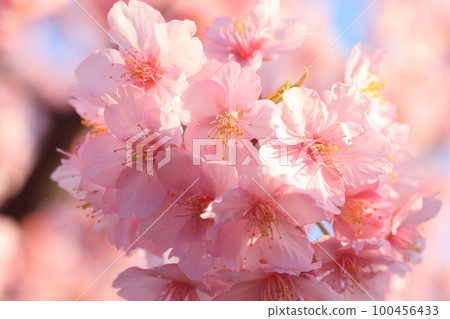 Kawazuzakura 8896 Kawazuzakura 8896 100456433