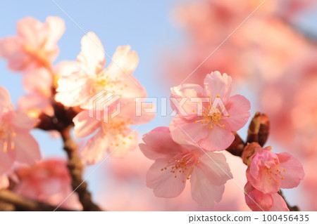 Kawazuzakura 8902 Kawazuzakura 8902 100456435