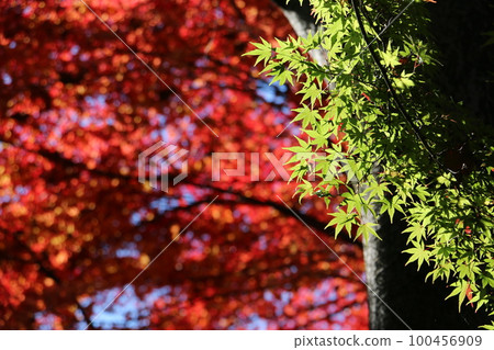 雲坎的紅葉悄然變色 雲坎的紅葉悄然變色 100456909