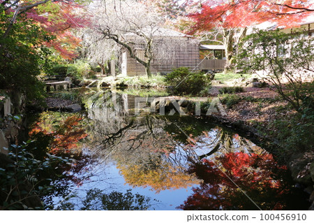 雲坎的紅葉悄然變色 雲坎的紅葉悄然變色 100456910