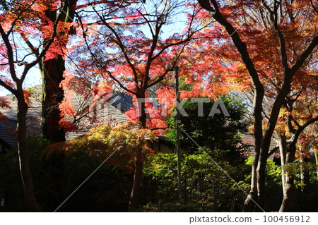 雲坎的紅葉悄然變色 雲坎的紅葉悄然變色 100456912
