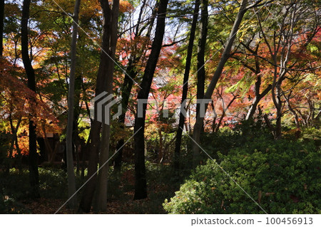 雲坎的紅葉悄然變色 雲坎的紅葉悄然變色 100456913