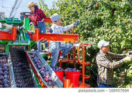 Three plantation workers harvesting plums 100457094