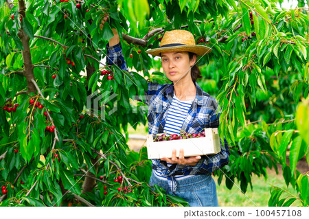 Woman farmer picking sweet cherries in orchard Woman farmer picking sweet cherries in orchard 100457108