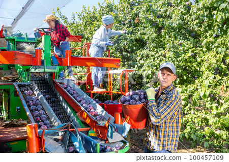 Three workers gathering plums in plantation Three workers gathering plums in plantation 100457109