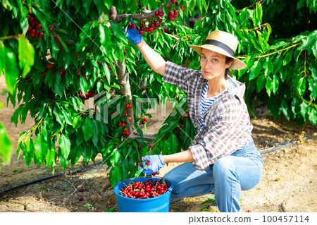 Focused female farmer is plucking a cherry tree while squatting 100457114