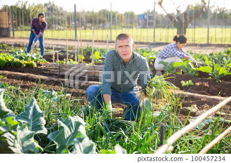 Man gathering crop of scallions grown in his smallholding 100457234